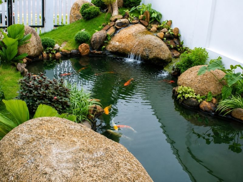Hồ nhỏ và mật độ cá quá cao khiến chất lượng hồ mau xuống cấp