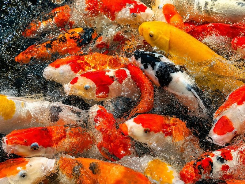 Tham khảo các hạng mục cải tạo hồ cá koi 