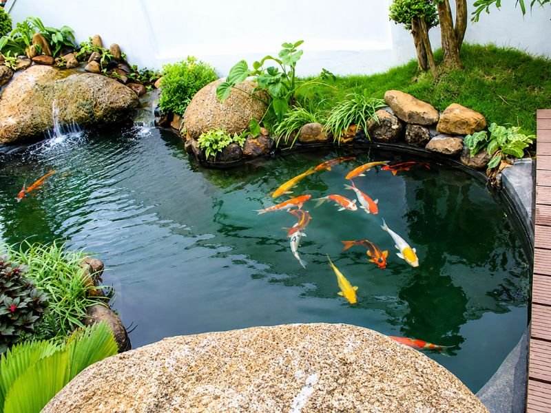 Cải tạo hồ koi đúng cách giúp lưu lượng chảy và chất lượng nước được cải thiện đáng kể